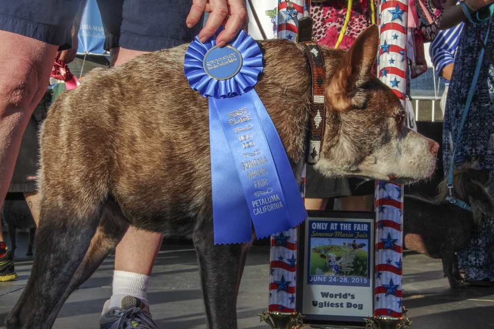 Breaking News: Quasi Modo winner of the World's Ugliest Dog Contest! - Positively Petaluma
